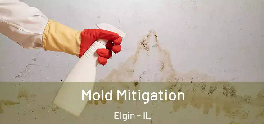 Mold Mitigation Elgin - IL