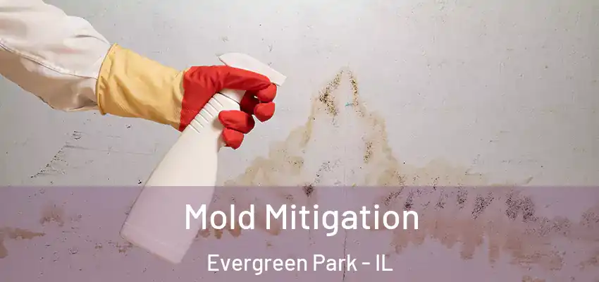  Mold Mitigation Evergreen Park - IL