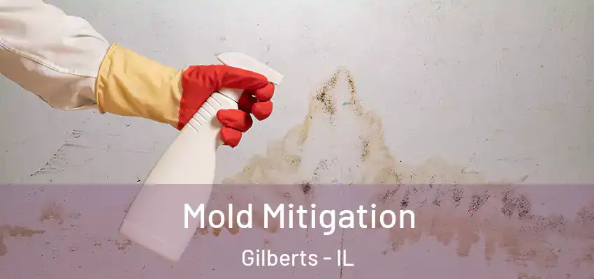  Mold Mitigation Gilberts - IL