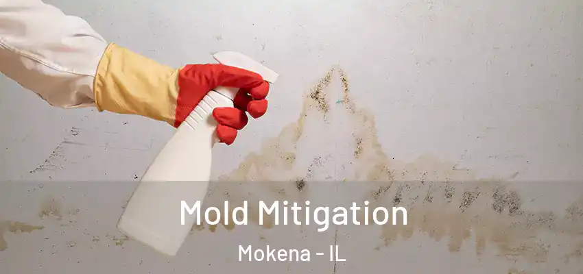  Mold Mitigation Mokena - IL