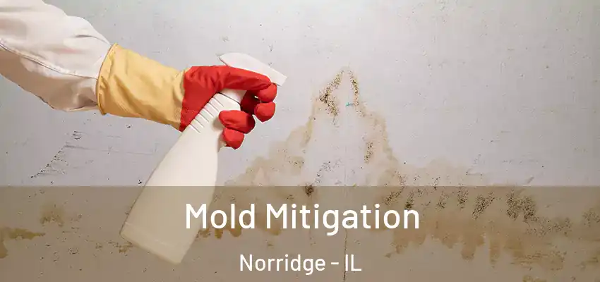  Mold Mitigation Norridge - IL