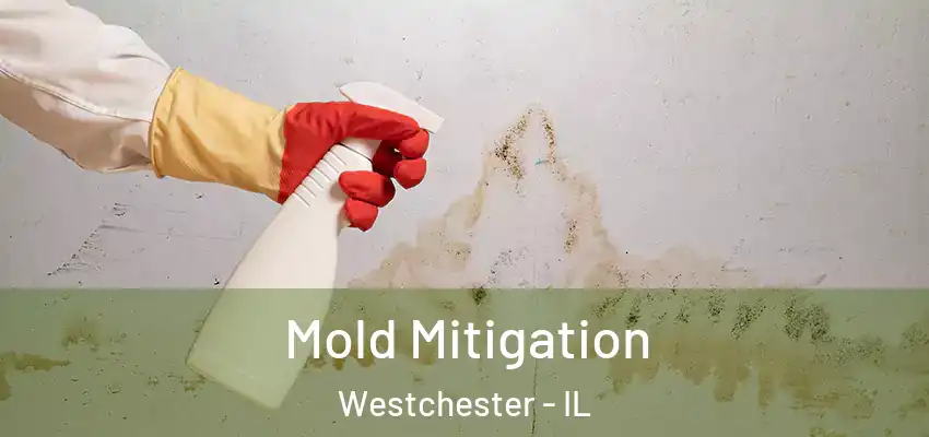  Mold Mitigation Westchester - IL