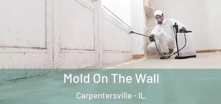  Mold On The Wall Carpentersville - IL