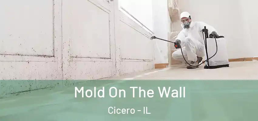  Mold On The Wall Cicero - IL