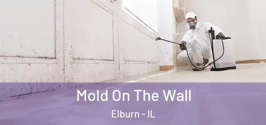  Mold On The Wall Elburn - IL