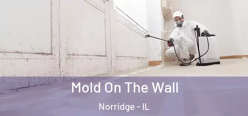 Mold On The Wall Norridge - IL