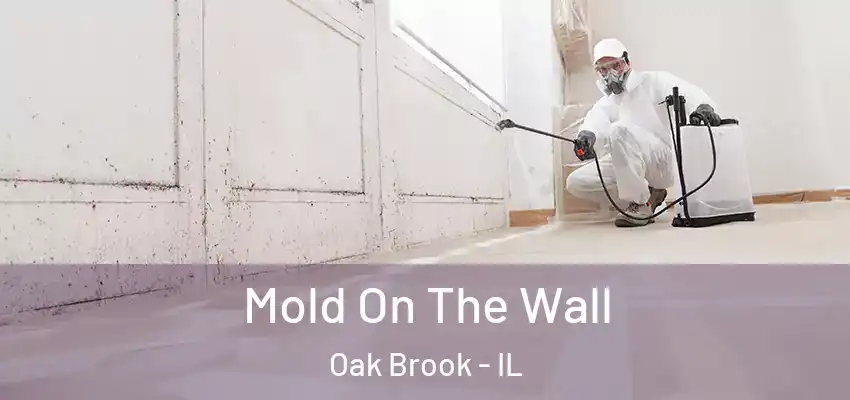 Mold On The Wall Oak Brook - IL