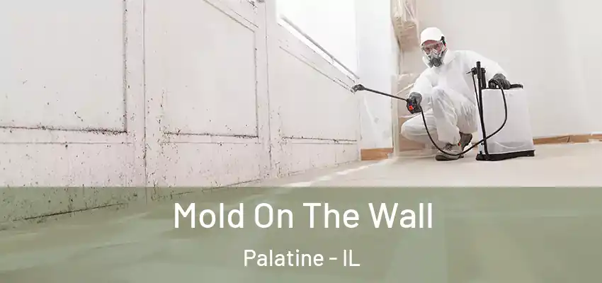  Mold On The Wall Palatine - IL