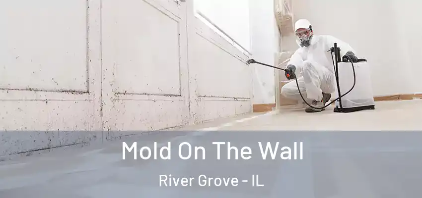 Mold On The Wall River Grove - IL