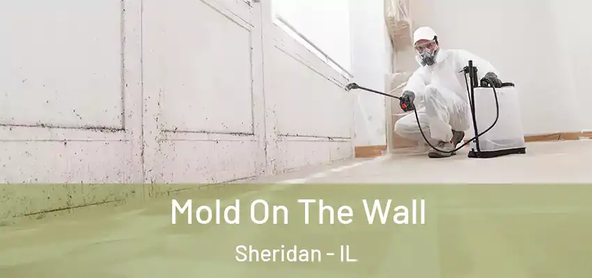 Mold On The Wall Sheridan - IL