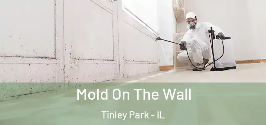 Mold On The Wall Tinley Park - IL