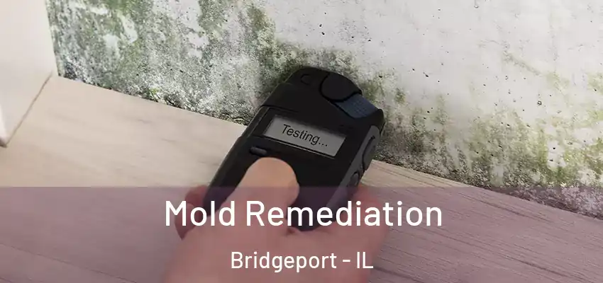  Mold Remediation Bridgeport - IL