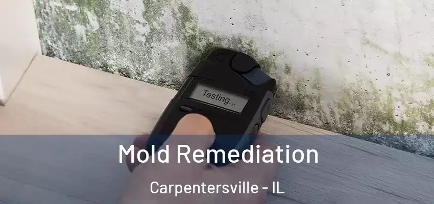  Mold Remediation Carpentersville - IL