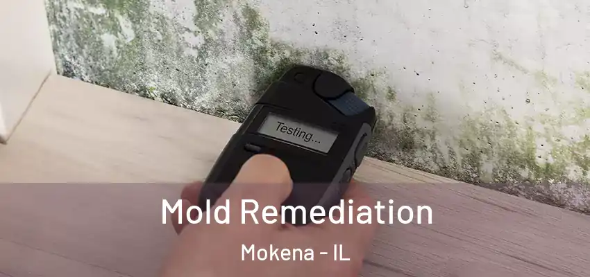 Mold Remediation Mokena - IL