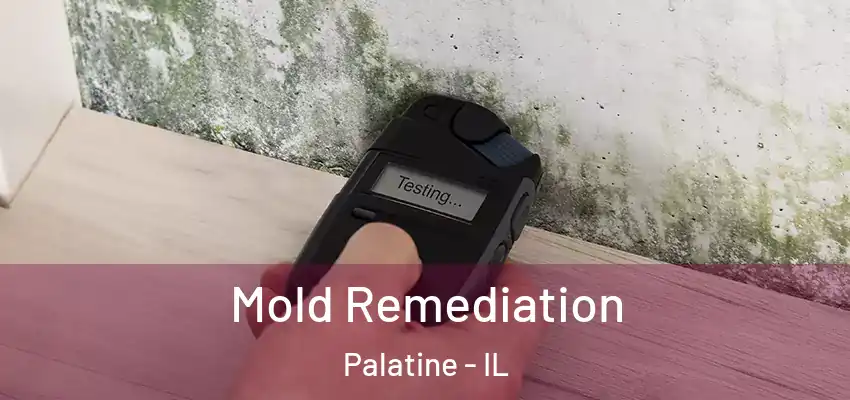  Mold Remediation Palatine - IL