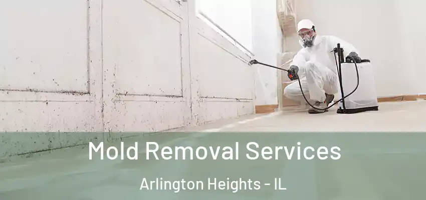 Mold Removal Services Arlington Heights - IL