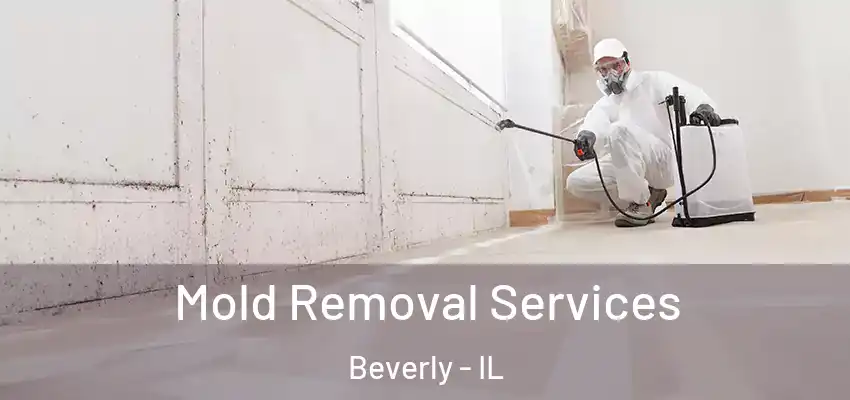  Mold Removal Services Beverly - IL