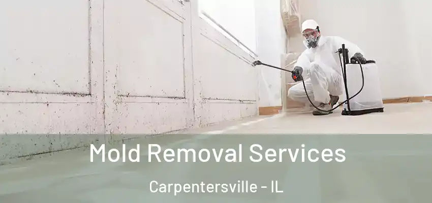 Mold Removal Services Carpentersville - IL