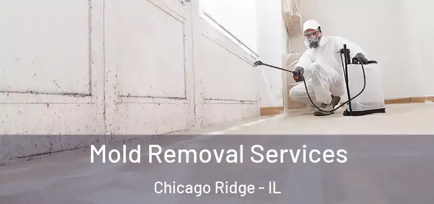  Mold Removal Services Chicago Ridge - IL