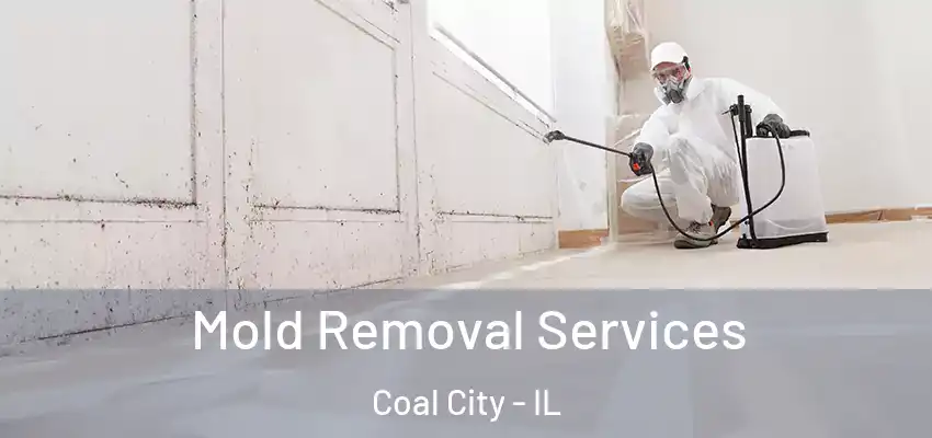 Mold Removal Services Coal City - IL