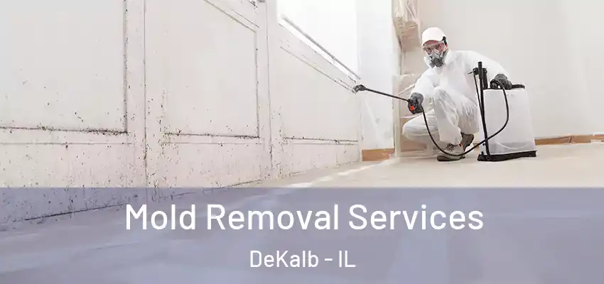 Mold Removal Services DeKalb - IL