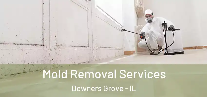 Mold Removal Services Downers Grove - IL