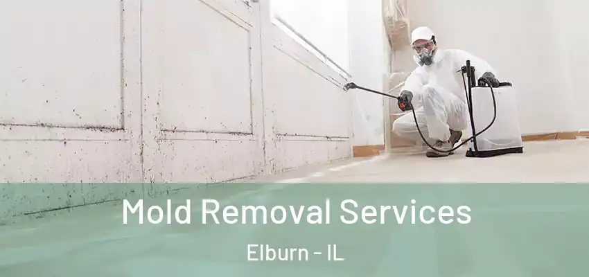 Mold Removal Services Elburn - IL
