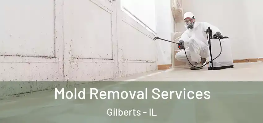 Mold Removal Services Gilberts - IL