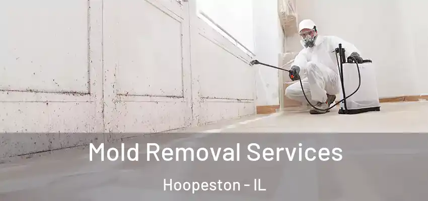 Mold Removal Services Hoopeston - IL