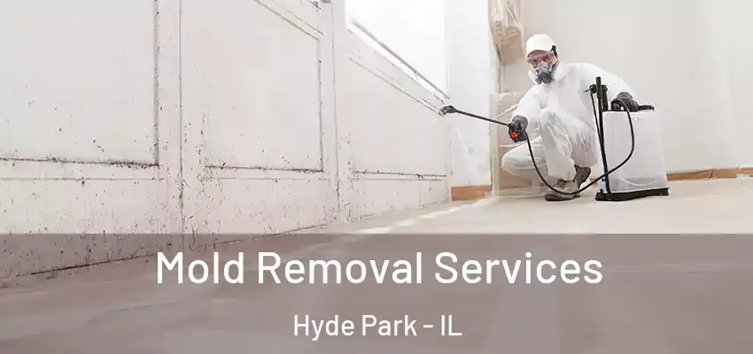  Mold Removal Services Hyde Park - IL
