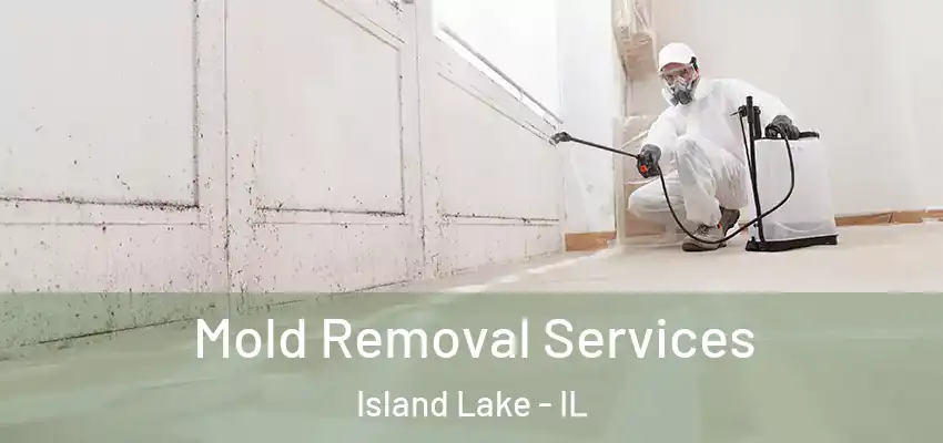 Mold Removal Services Island Lake - IL