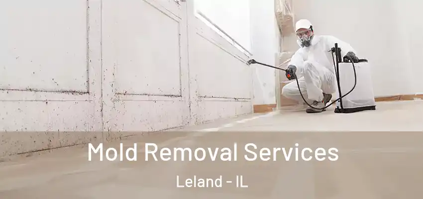  Mold Removal Services Leland - IL