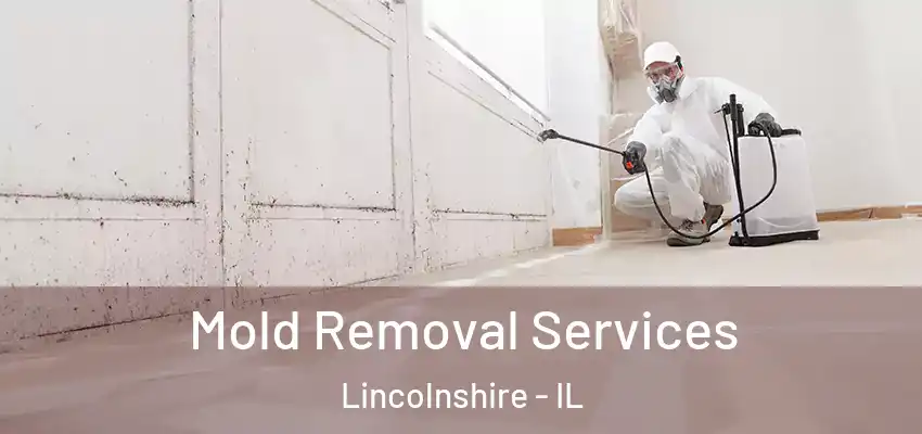 Mold Removal Services Lincolnshire - IL