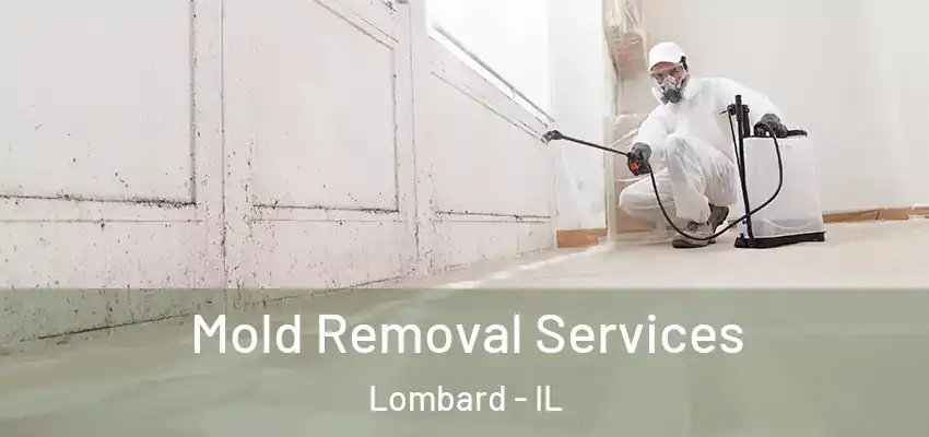  Mold Removal Services Lombard - IL