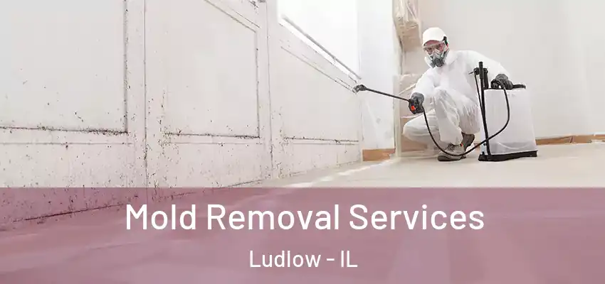  Mold Removal Services Ludlow - IL
