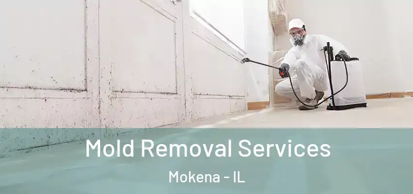 Mold Removal Services Mokena - IL
