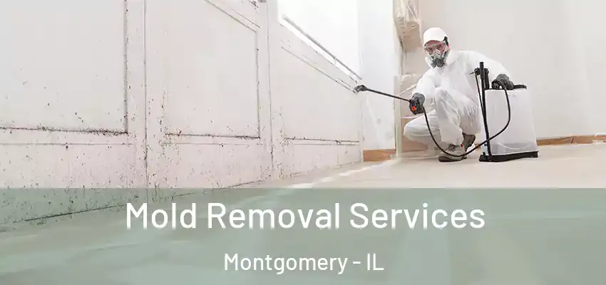 Mold Removal Services Montgomery - IL