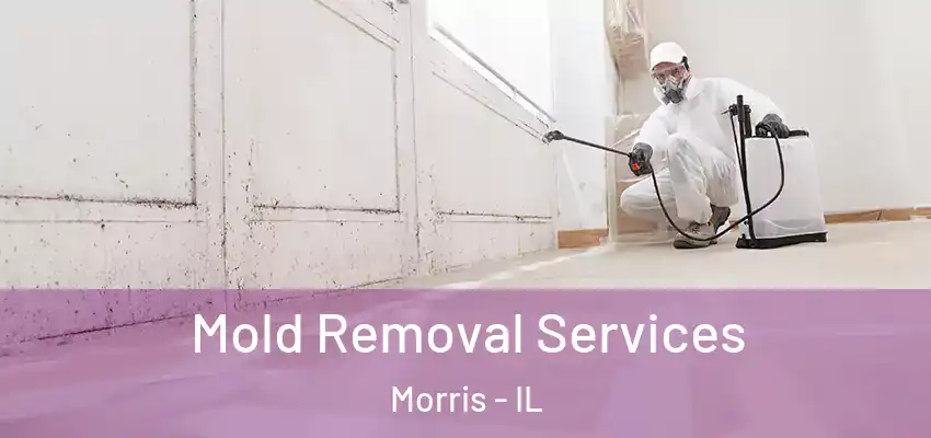  Mold Removal Services Morris - IL