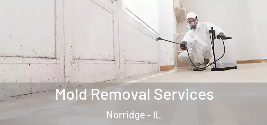  Mold Removal Services Norridge - IL