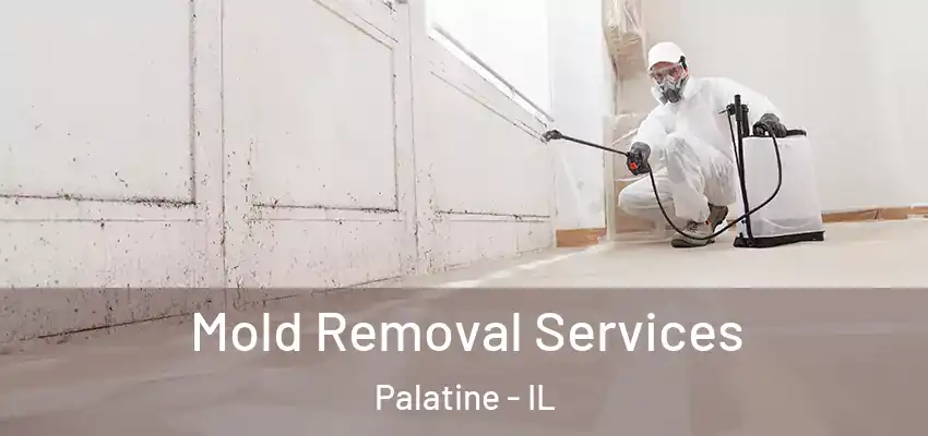 Mold Removal Services Palatine - IL