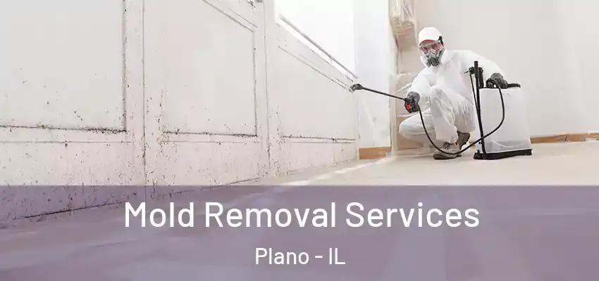 Mold Removal Services Plano - IL
