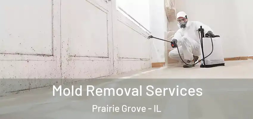 Mold Removal Services Prairie Grove - IL