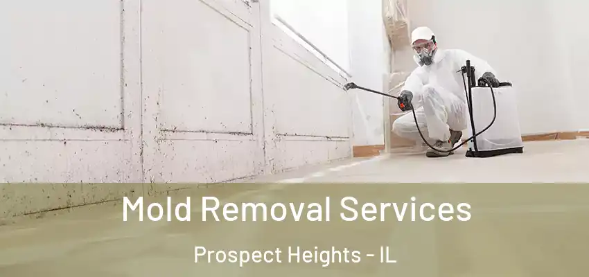 Mold Removal Services Prospect Heights - IL