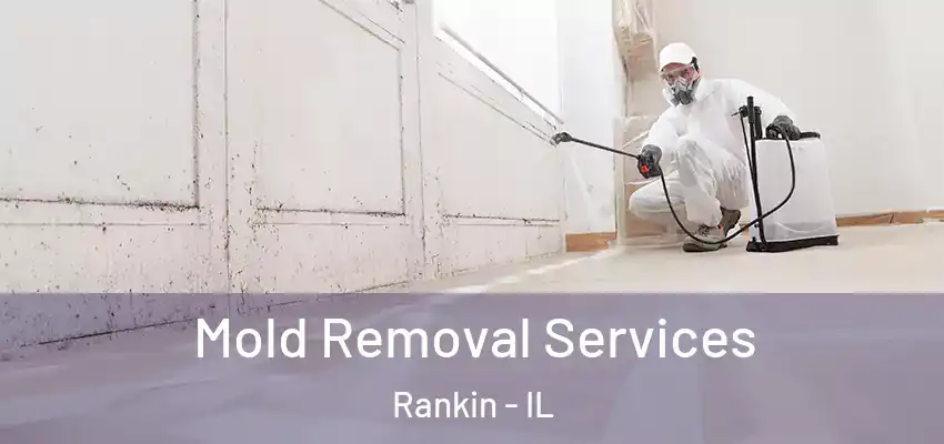  Mold Removal Services Rankin - IL