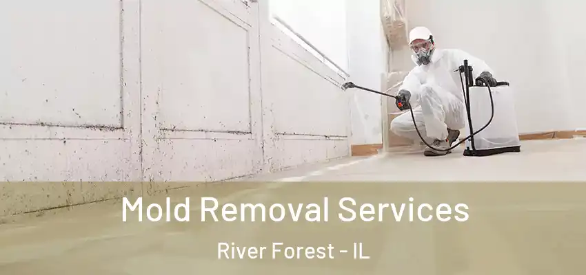 Mold Removal Services River Forest - IL