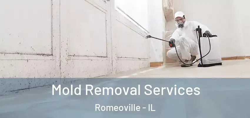 Mold Removal Services Romeoville - IL