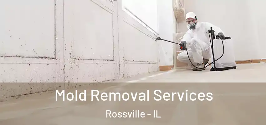 Mold Removal Services Rossville - IL