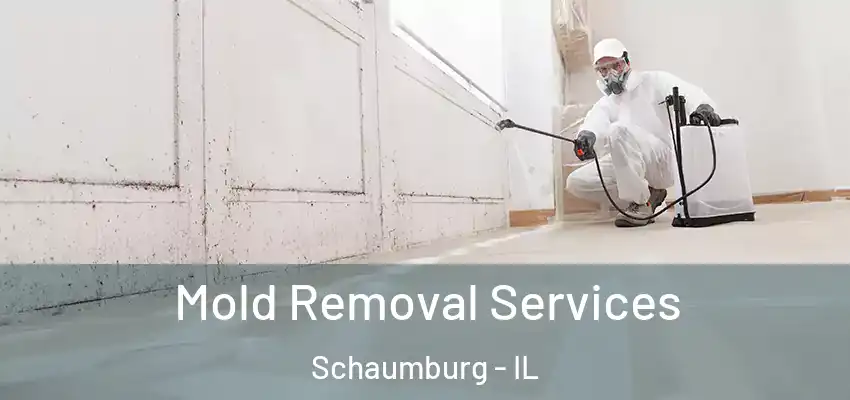  Mold Removal Services Schaumburg - IL