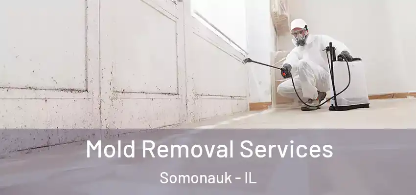 Mold Removal Services Somonauk - IL
