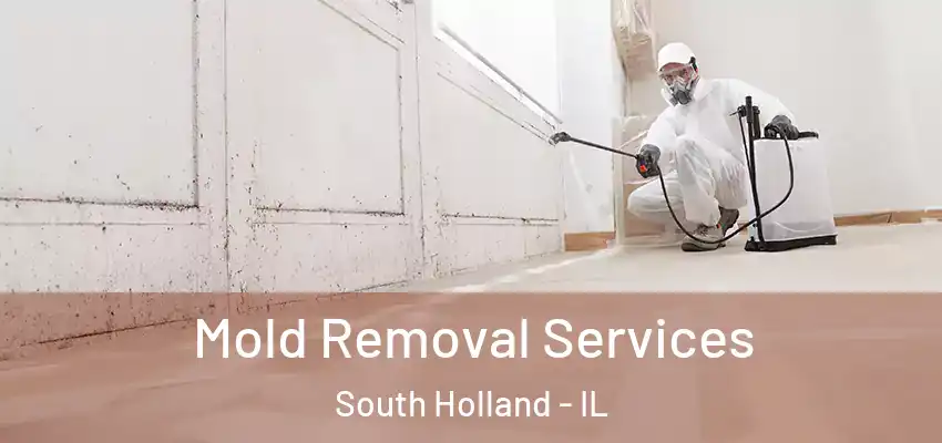 Mold Removal Services South Holland - IL